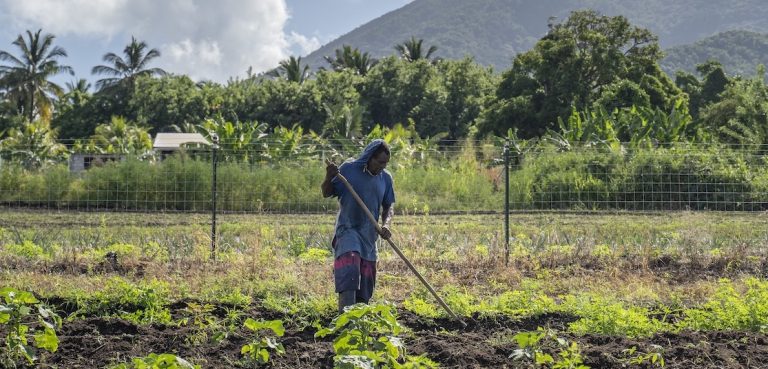 As drought sets in, farmers in Saint Kitts and Nevis turn to technology for help