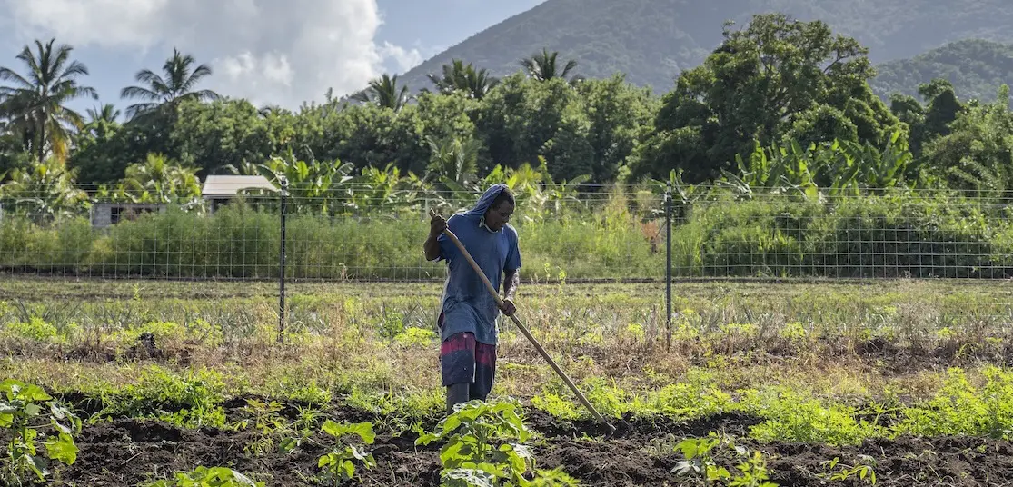 As drought sets in, farmers in Saint Kitts and Nevis turn to technology for help