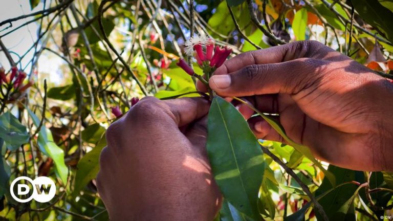 Making Zanzibar's famous spices more sustainable