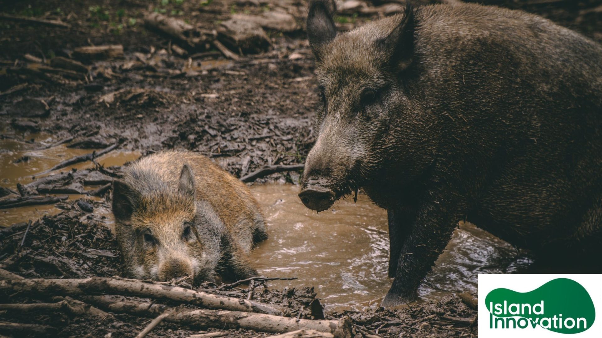 Bearded pigs a ‘cultural keystone species’ for Borneo’s Indigenous groups: Study