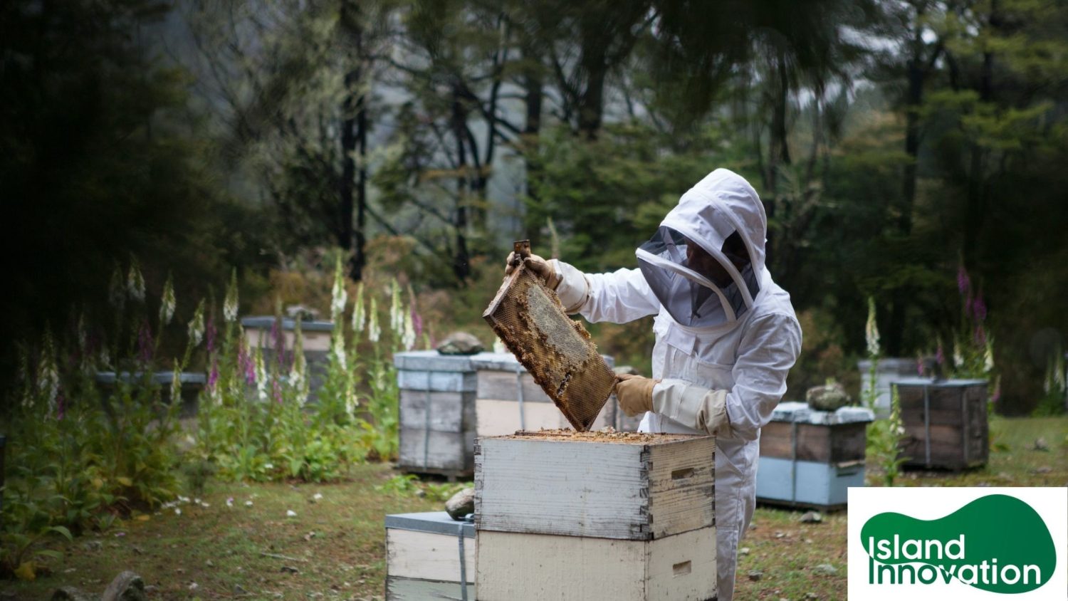 Fijian beekeepers keen to export high-quality honey, but face pollen shortage