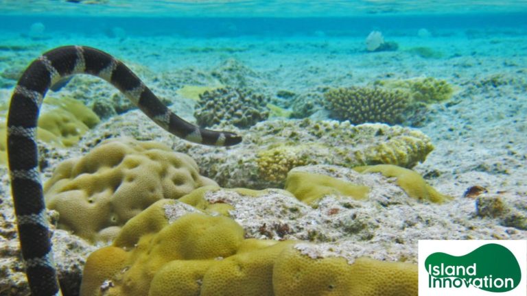 Small island, big ocean: Niue makes its entire EEZ a marine park