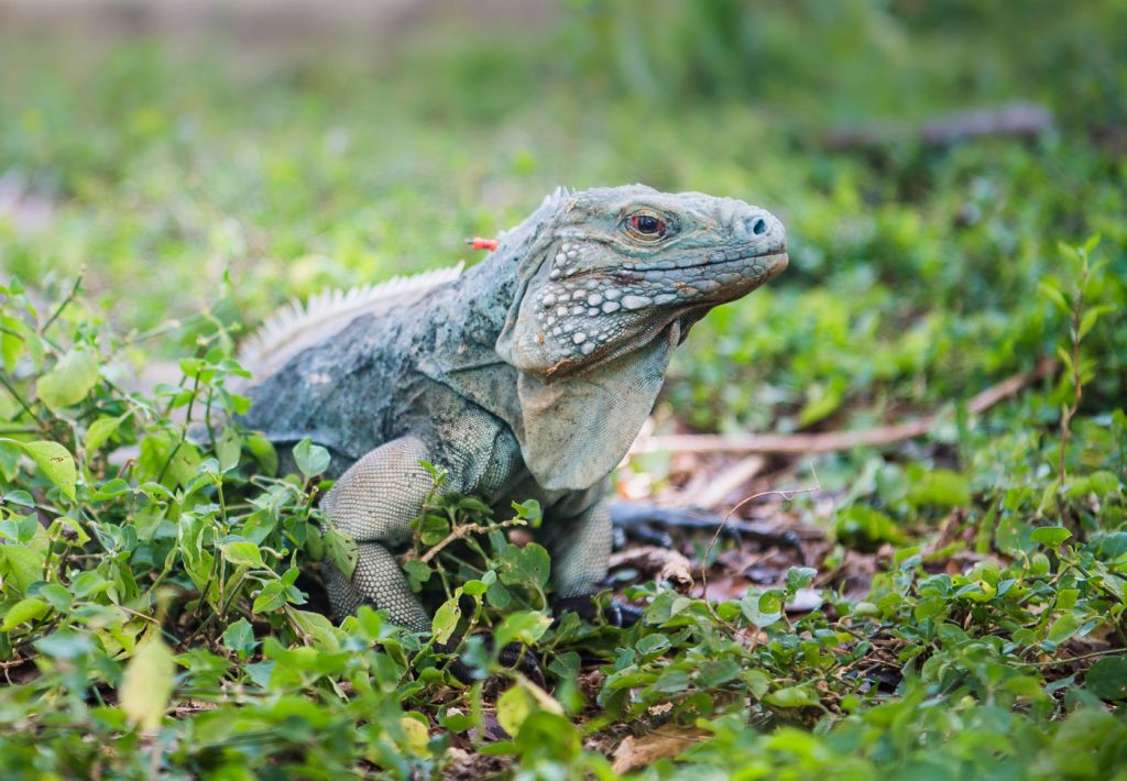 ‘Grand Cayman’ film spotlights island’s diverse wildlife News