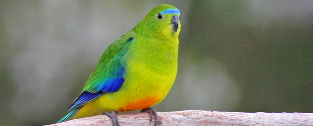 Parrot Bounces Back in Huge Conservation