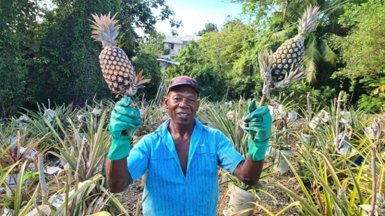 Primates creating headaches for pineapple farmer in Orange Hill