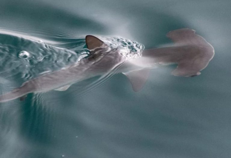 ‘An amazing discovery’: Scientists hit upon first nursery for hammerhead sharks in the Galápagos