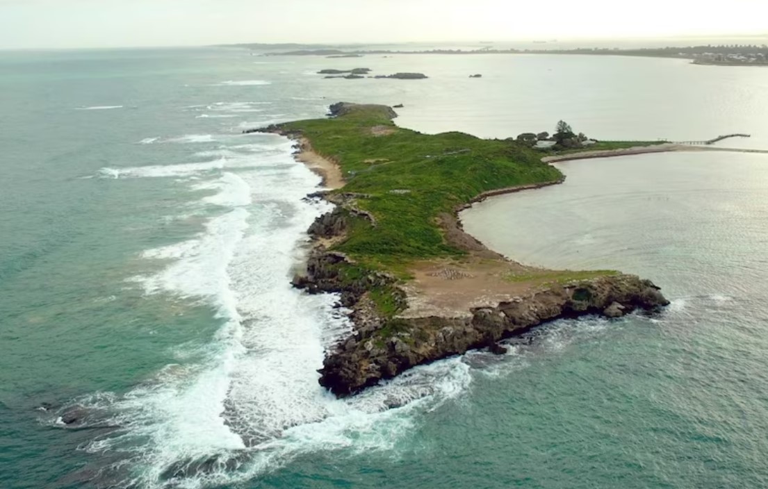 Climate change blamed for Penguin Island wildlife loss amid calls to shut tourists out