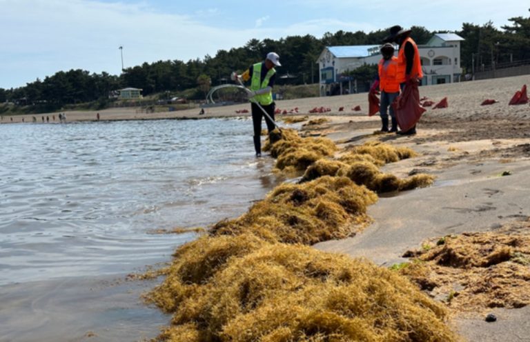 Resort island of Jeju raises stink over fetid algae invasion