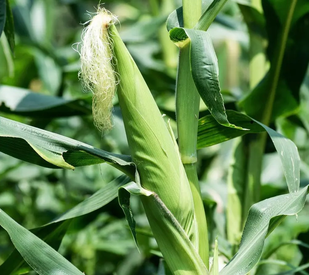 COP29 Spotlight: Ethiopian Scientist’s Vision for Climate-Resilient Agriculture