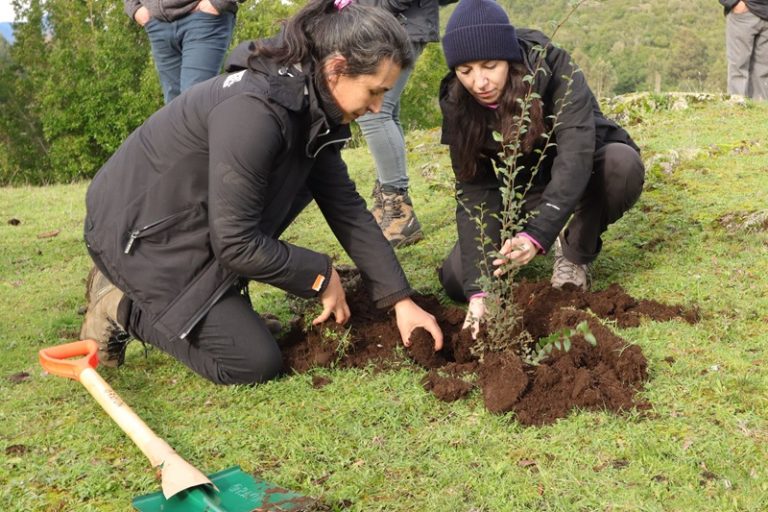 How Indigenous Peoples are restoring native forests for climate resilience in Chile’s Huapi island