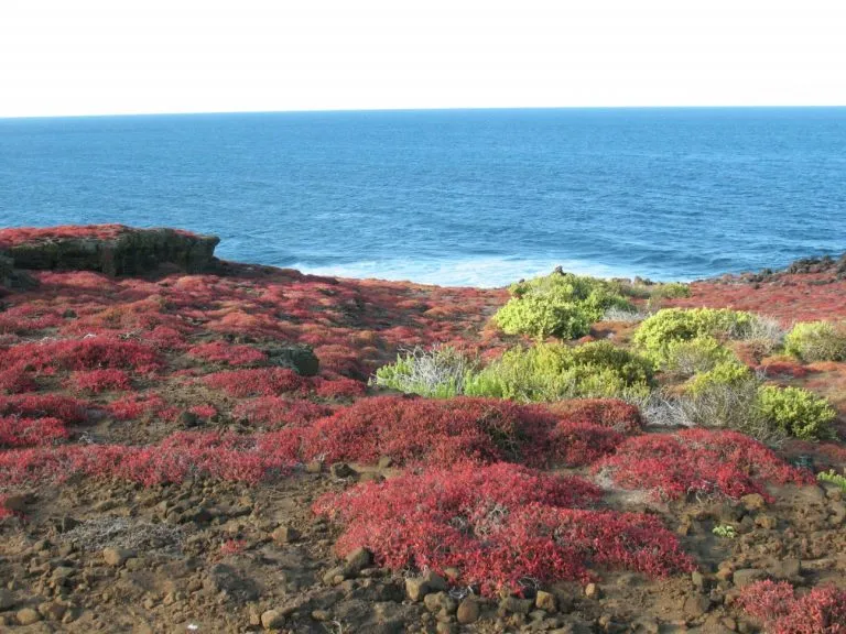 Galápagos Islands