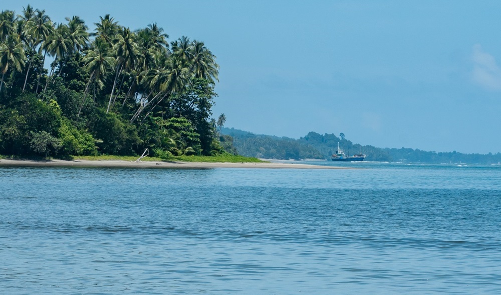 Solomon Islands' blue waters with a coconut tree and lush greenery along the shore