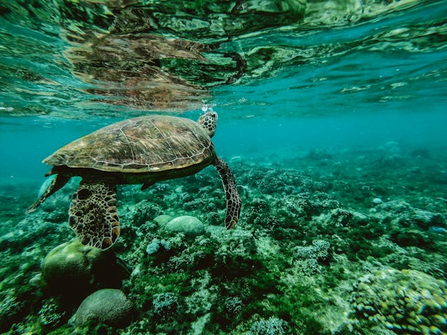 The ocean ‘belongs to all of us’: Interview with Palau President Whipps