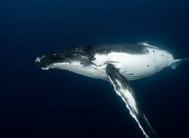 Whales have been given legal 'personhood' by Māori and Pacific leaders