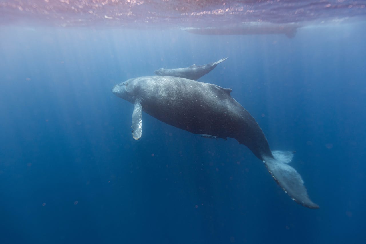 Dominica creates world’s first marine protected area for sperm whales ...