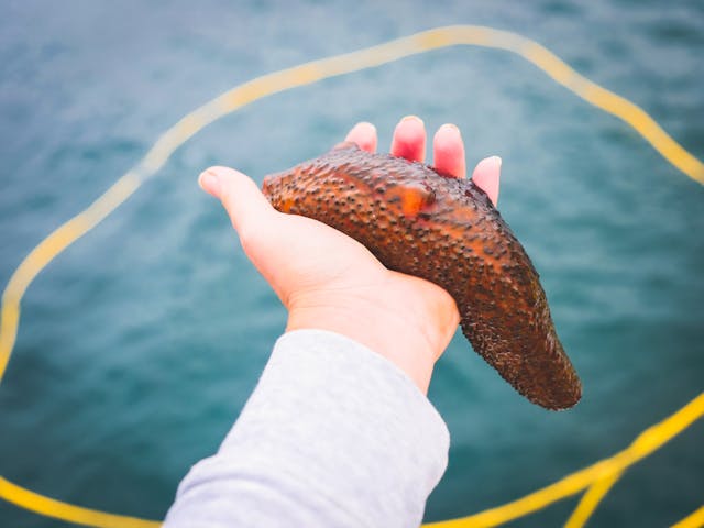 Will the Sea Cucumber Industry Sink or Swim in Belize?