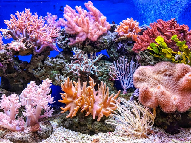 Coral reef connectivity: University of Oxford and Seychelles' conservationists publish pioneering study