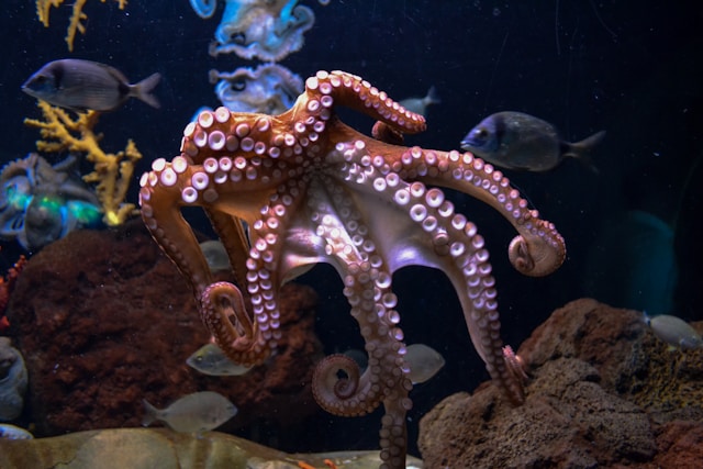 Canary Islands government questions sustainability of EU’s first octopus farm project