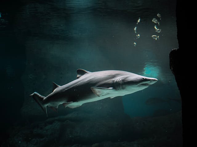 Can shark calling in the Pacific survive when modern life disrupts the environment?