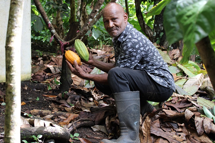 Cocoa’s revival on the tropical island of Saint Lucia