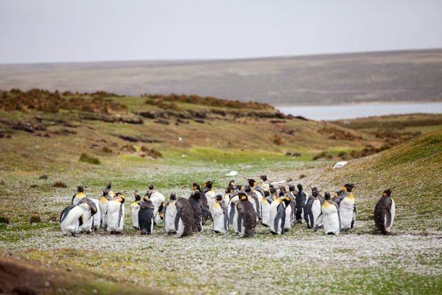 The Falkland Islands: A place at nature’s crossroads